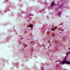 桜　満開