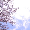 春爛漫