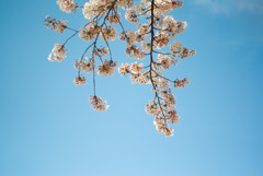 桜。