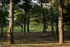 At Yoyogi park.