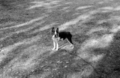 My dog in the park.