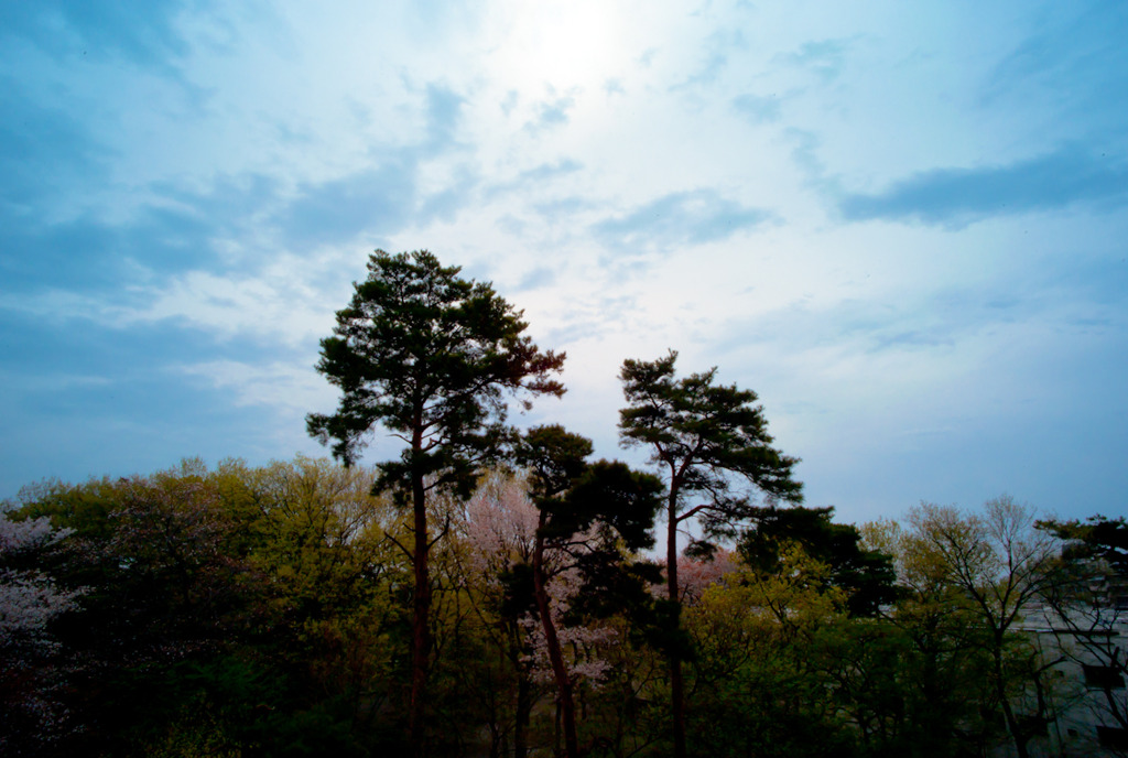 桜と鳥と。