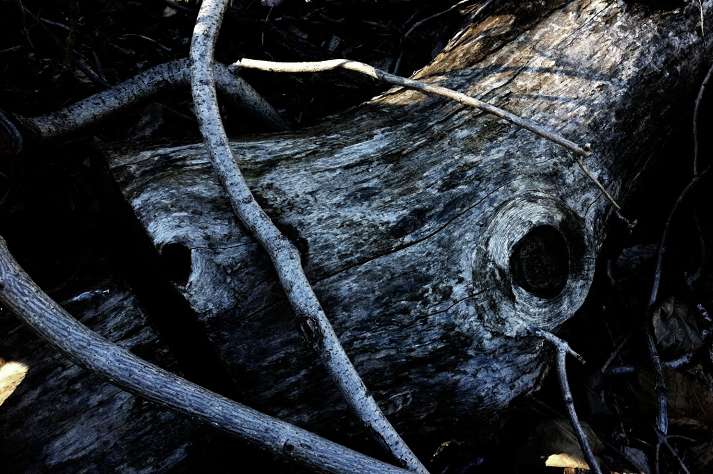 Fallen down tree
