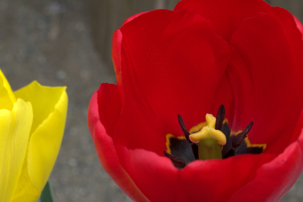 チューリップ２