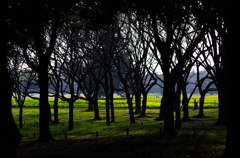 林の向こうの楽園