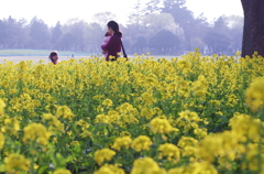 菜の花と
