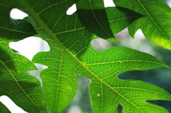パパイヤの葉脈