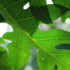 パパイヤの葉脈