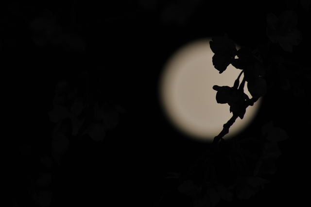 朧月夜の桜