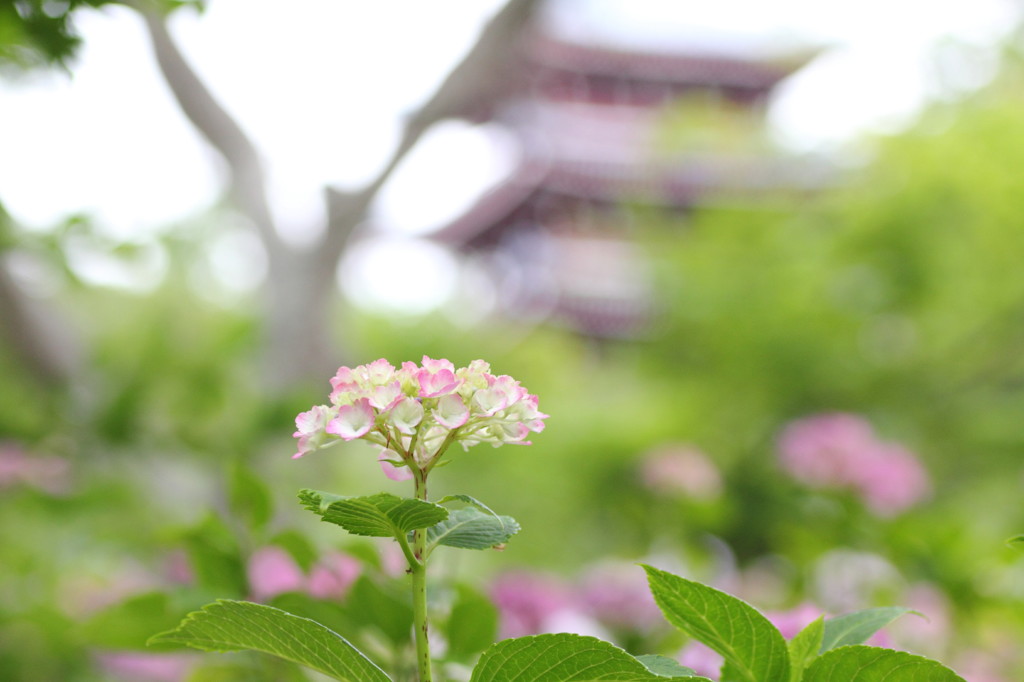 あじさい寺１７