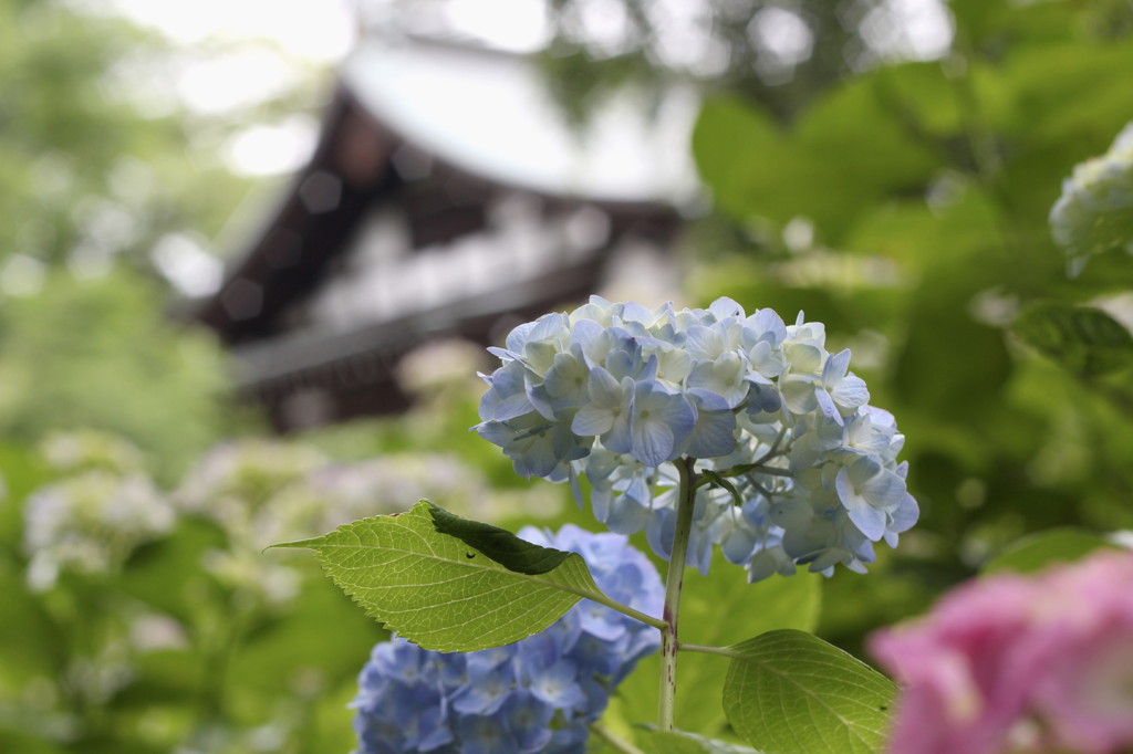 紫陽花寺５