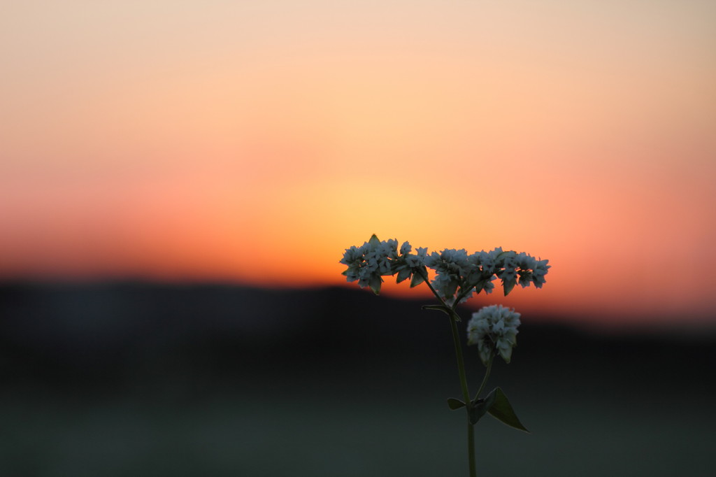 そばの花。。。