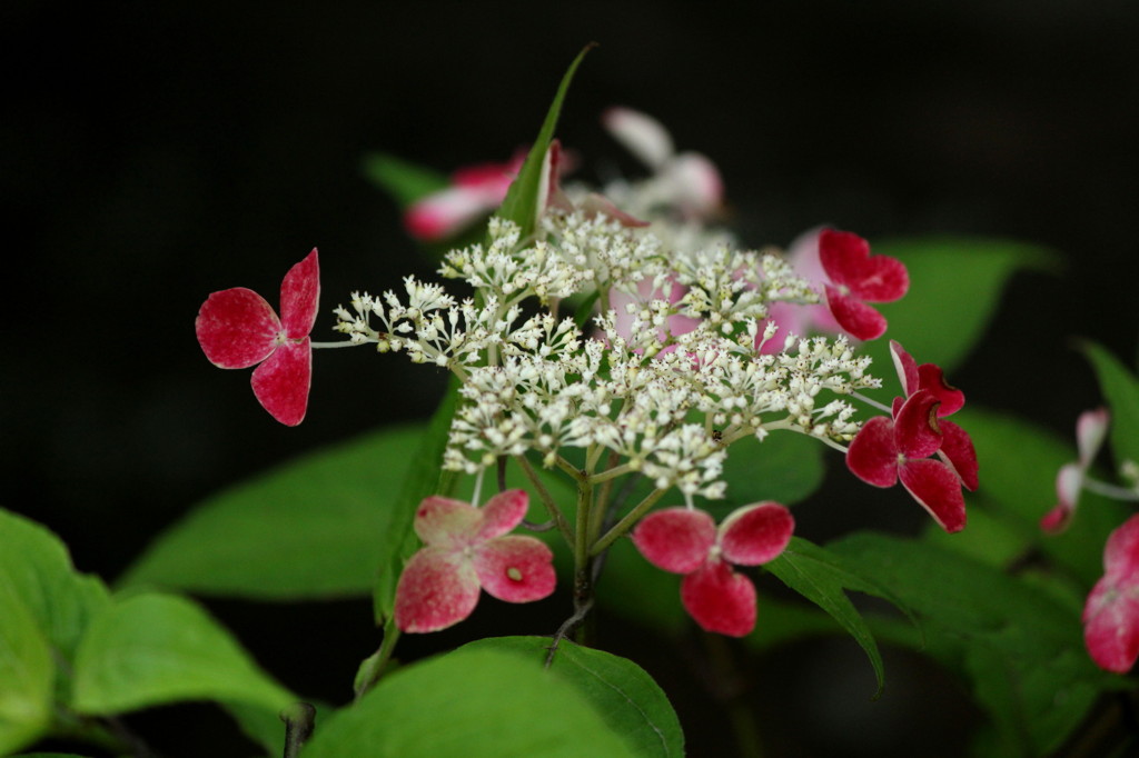 紫陽花寺