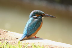 カワセミ（デジスコ）