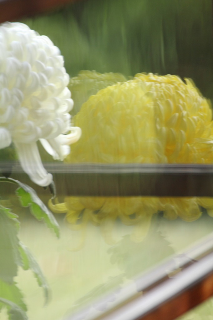 戸定菊花祭り。。。１９