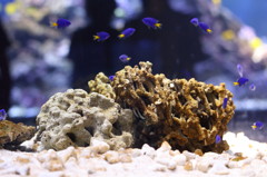 すみだ水族館