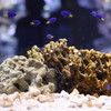 すみだ水族館