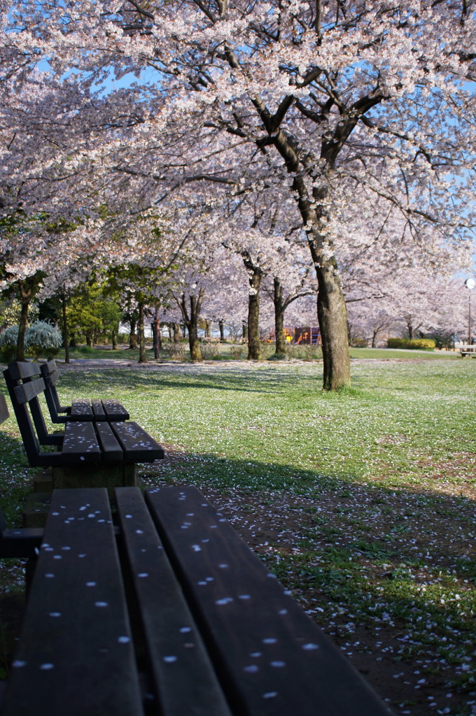 散り始める公園