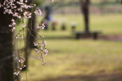 枝垂桜