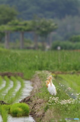 亜麻色の～(^^)♪