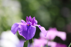 菖蒲
