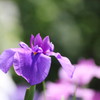 菖蒲