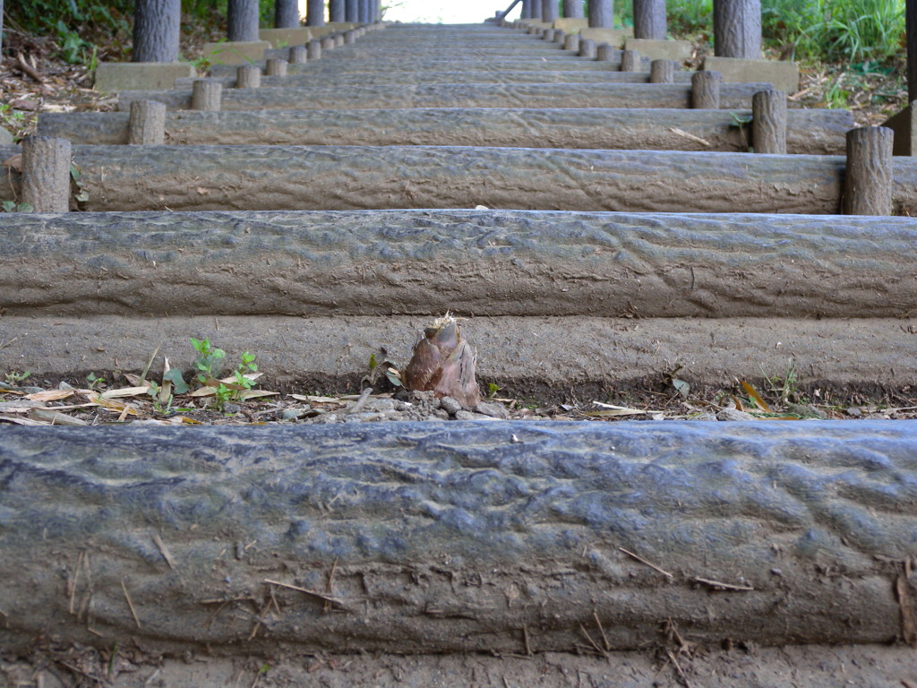 タケノコに注意!!