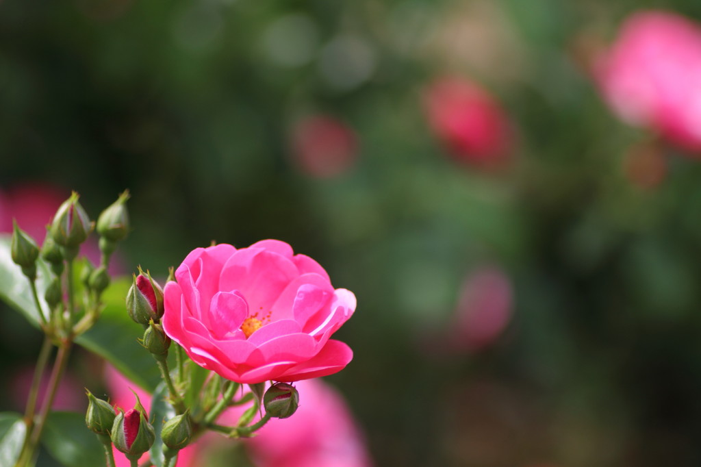 rose garden4清水公園