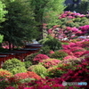 根津神社のツツジを。。。