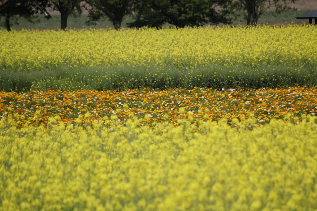 菜の花畑と・・・