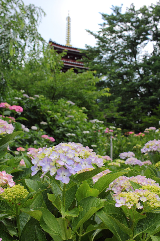 本土寺１