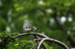 よこせったら!!