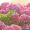 晴れの日の紫陽花