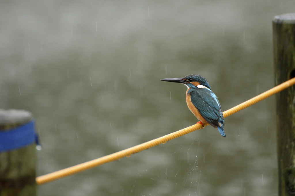雨の日のカワセミさん
