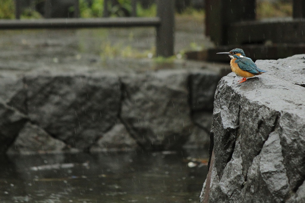 今朝も雨で・・・