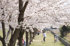 桜並木の下で・・・