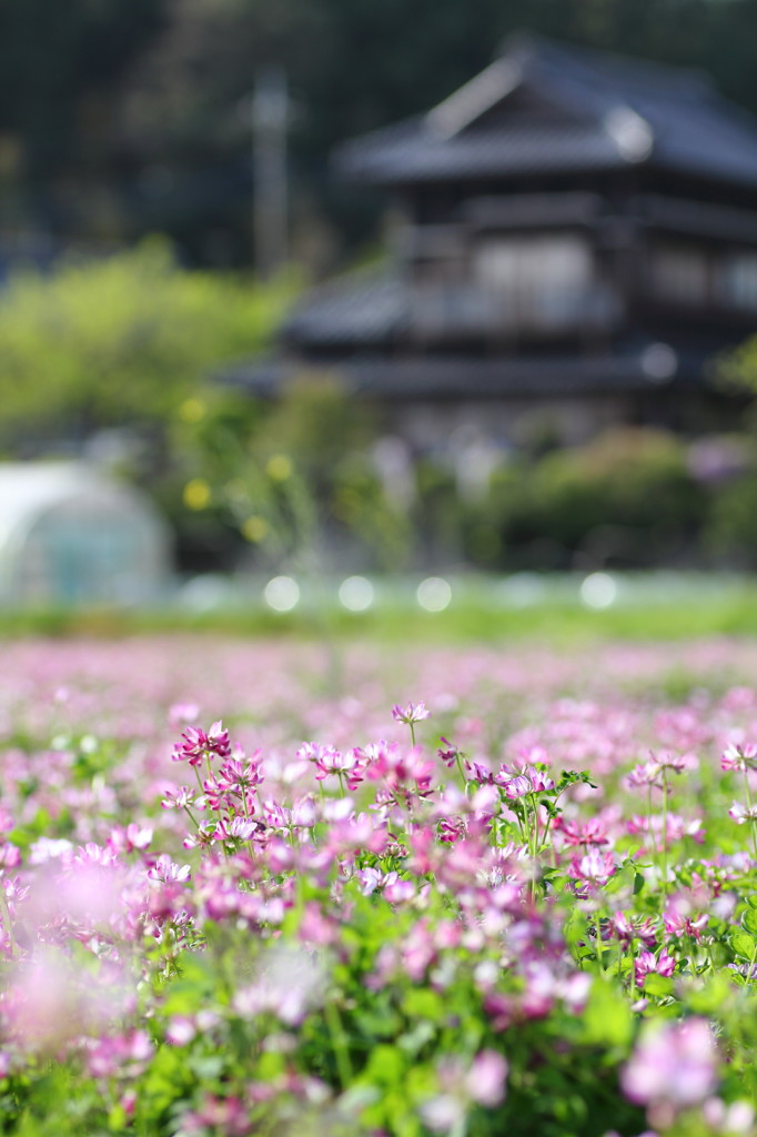 レンゲの咲く畑。。。