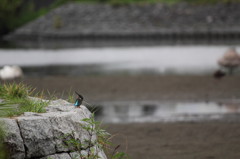 雨でした。。。