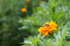 国道脇の花壇に・・・