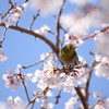 メジさくらさん。。。