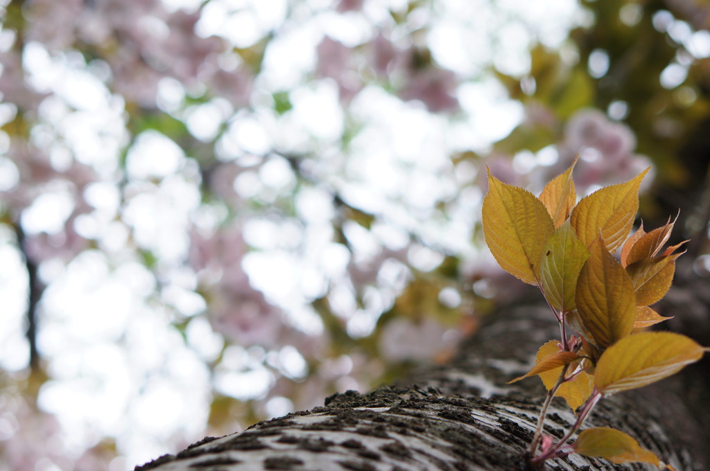 八重桜