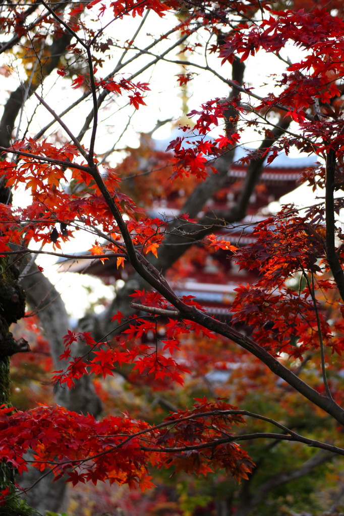 本土寺の紅葉。。。