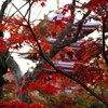本土寺の紅葉。。。