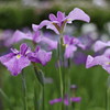 紫陽花寺２