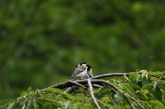 ダンゴになったり・・・