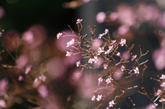 秋の桜色（^^）