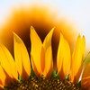 太陽がくれた季節・・・ですね