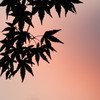 秋色に・・・