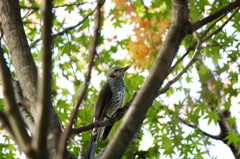 紅葉とヒヨドリ