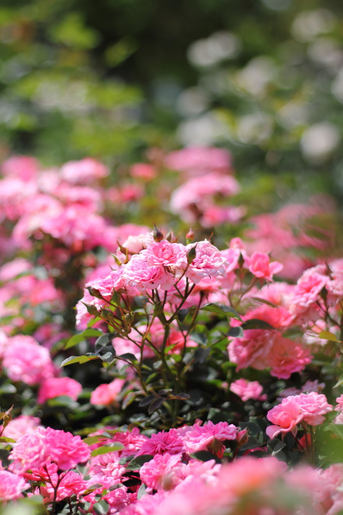 rose garden14柏の葉公園